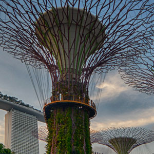 View to the supertrees