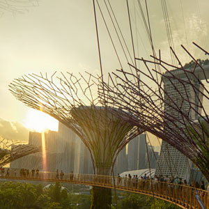View from the supertrees