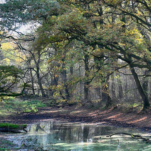 Niederösterreich  Marchegg / Lower Austria  Marchegg