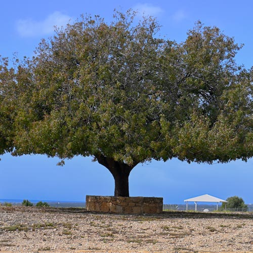 Near Paphos